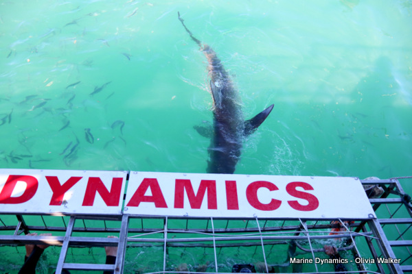 Bronze Whaler shark, South Africa