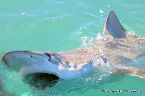 Bronze Whaler shark, South Africa