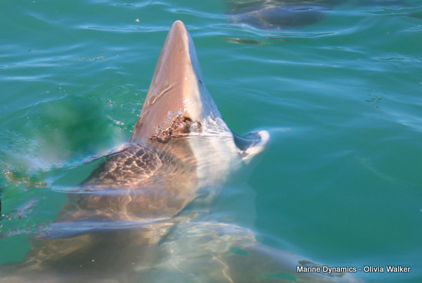 Bronze Whaler shark, South Africa