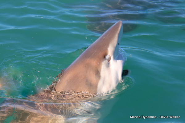Bronze Whaler shark, South Africa