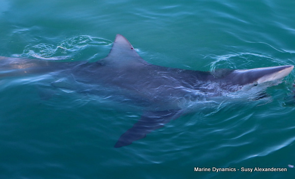 Bronze whaler shark