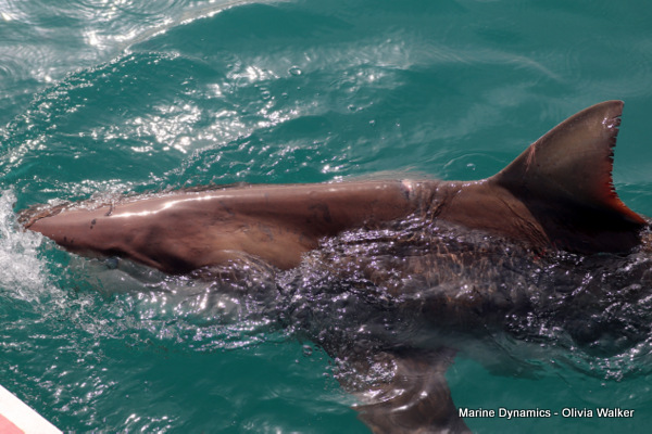 Shark Cage Diving, Gansbaai, South Africa, Bronze Whaler shark