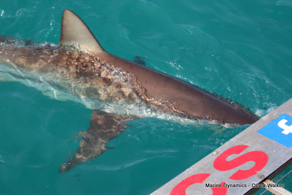 Shark Cage Diving, Gansbaai, South Africa, Bronze Whaler shark