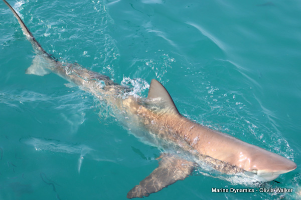 Shark Cage Diving, Gansbaai, South Africa, Bronze Whaler shark