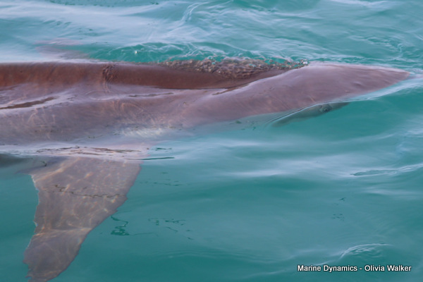 Shark Cage Diving, Gansbaai, South Africa, Bronze Whaler shark