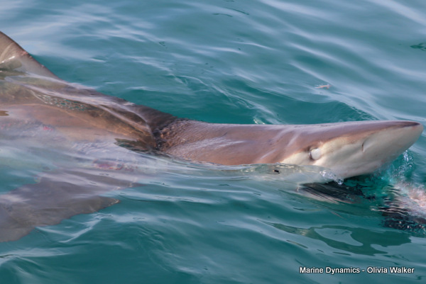 Shark Cage Diving, Gansbaai, South Africa, Bronze Whaler shark