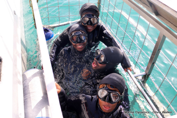 Shark Cage Diving, Gansbaai, South Africa