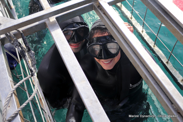 Shark Cage Diving, Gansbaai, South Africa