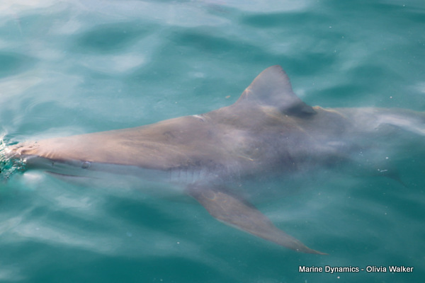 Shark Cage Diving, Gansbaai, South Africa, Bronze Whaler shark
