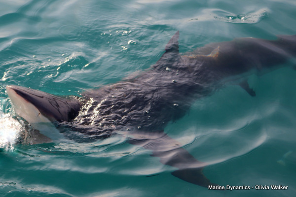Shark Cage Diving, Gansbaai, South Africa, Bronze Whaler shark