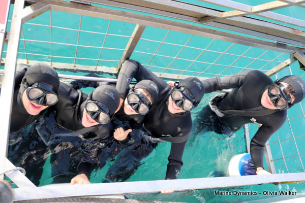 Shark Cage Diving, Gansbaai, South Africa
