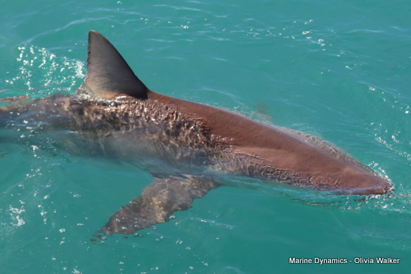 Shark Cage Diving, Gansbaai, South Africa, Bronze Whaler shark