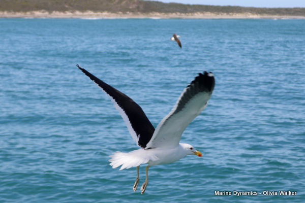 Shark Cage Diving, Gansbaai, South Africa, Kelp Gull