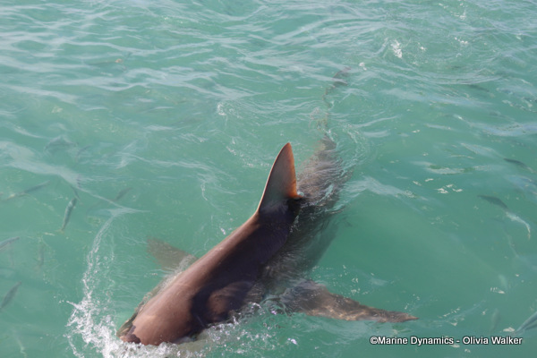 Bronze Whaler shark, South Africa, Gansbaai