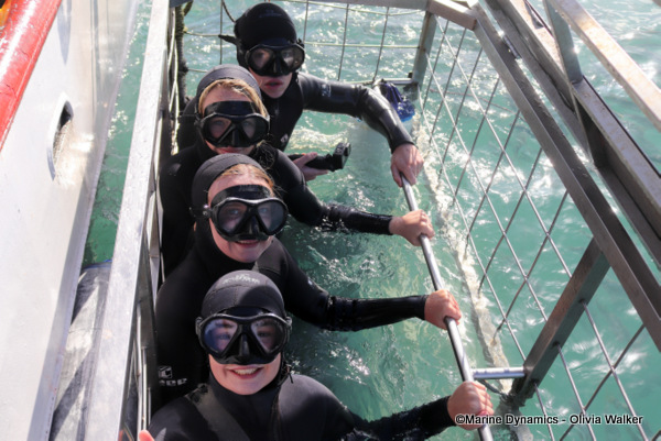 Shark Cage Diving, South Africa