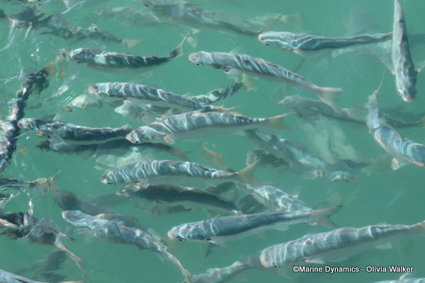 Shark Cage Diving, South Africa