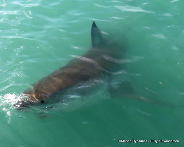 Great white shark