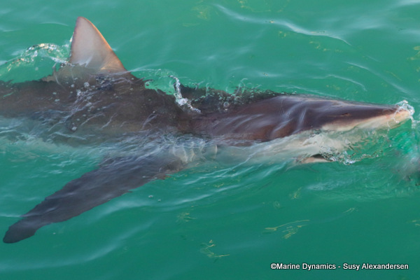 Bronze whaler, Gansbaai, South Africa