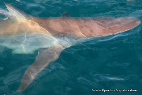 Bronze whaler shark