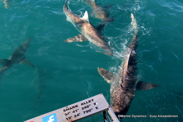 Bronze whaler shark