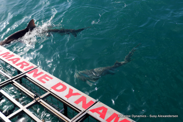 Bronze whaler shark