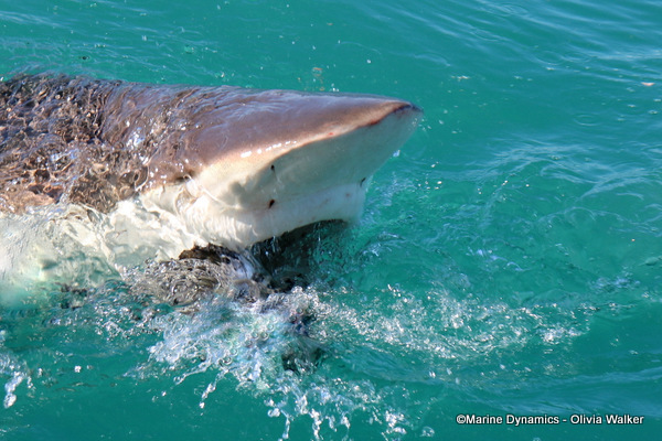 Bronze Whaler shark, South Africa