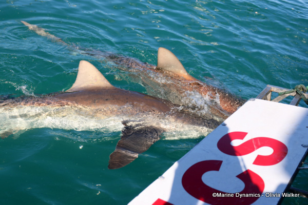 Bronze Whaler shark, South Africa