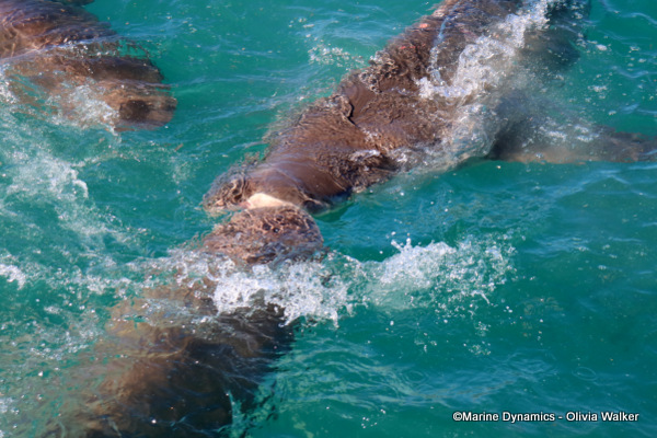 Bronze Whaler shark, South Africa