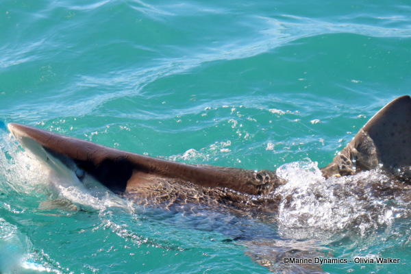 Bronze Whaler shark, South Africa