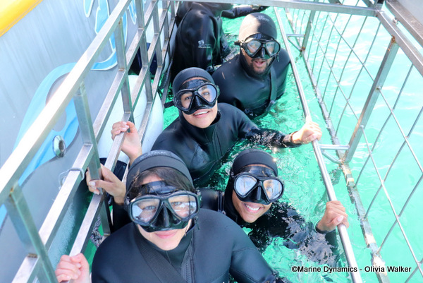 Shark Cage Diving, South Africa