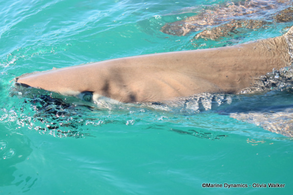 Bronze Whaler shark, South Africa