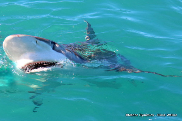 Bronze Whaler shark, South Africa