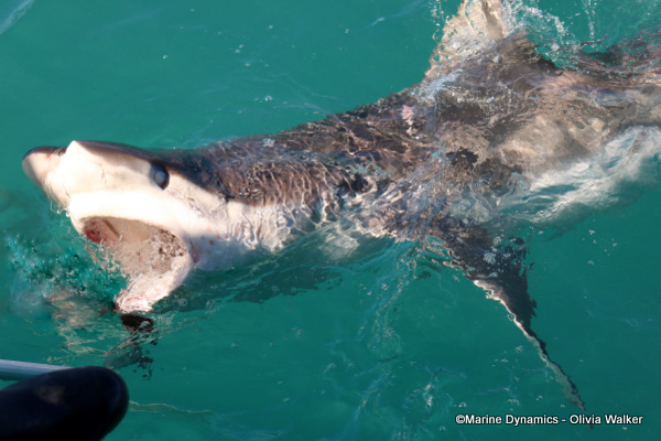 Bronze Whaler shark, South Africa