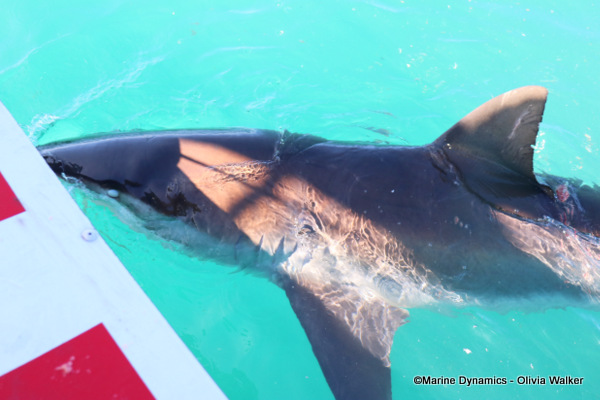 Bronze Whaler shark, South Africa