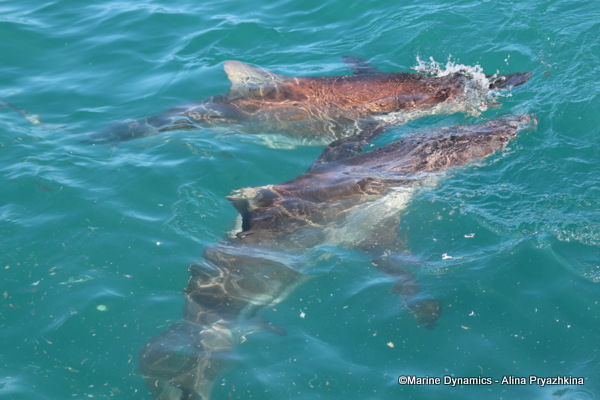 Bronze whaler