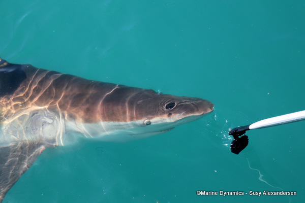 Bronze whaler shark