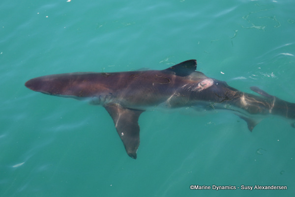 Bronze whaler shark