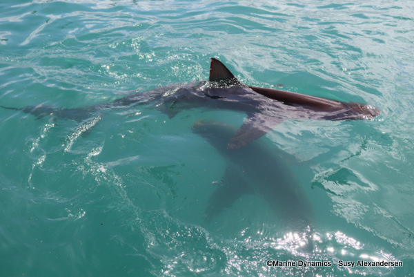 Bronze whaler shark