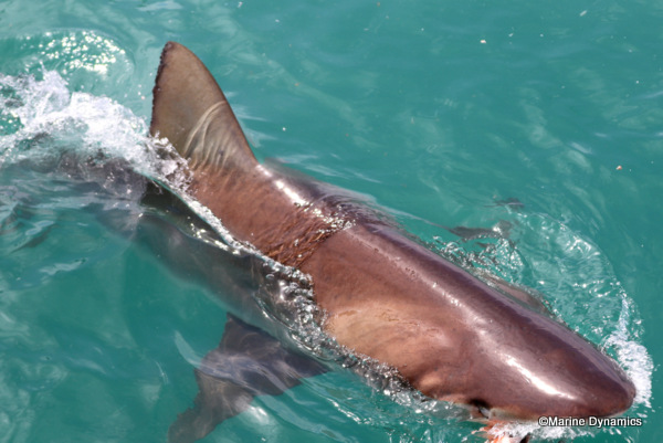 Bronze Whaler shark, South Africa