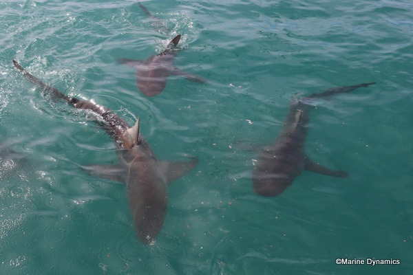 Bronze Whaler shark, South Africa