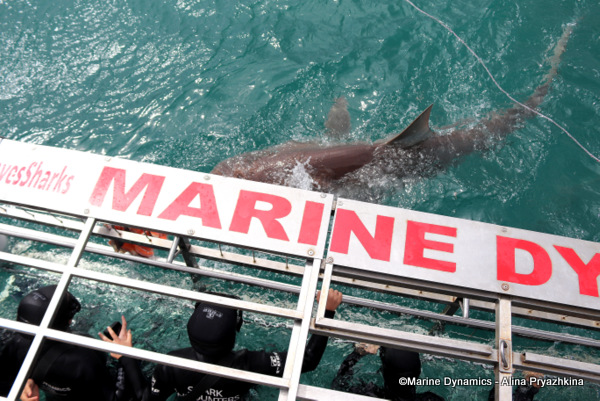 Bronze whaler, Gansbaai, South Africa