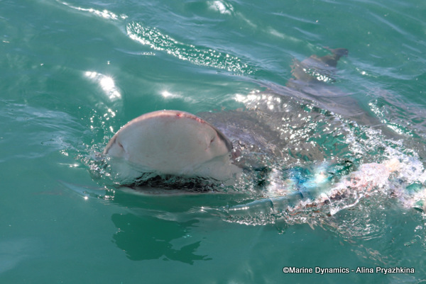 Bronze Whaler shark, South Africa