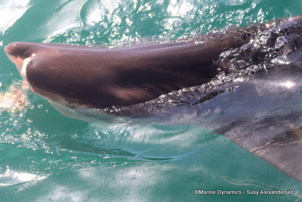 Bronze whaler shark, south africa