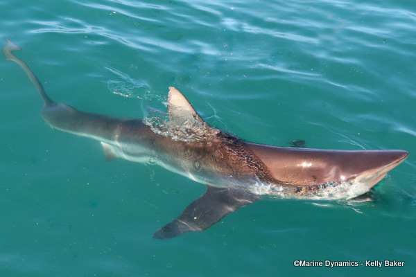 Bronze Whaler shark, South Africa