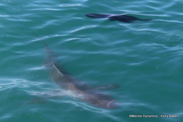 Bronze Whaler shark, South Africa
