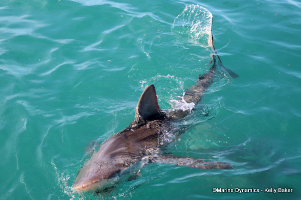 Bronze Whaler shark, South Africa