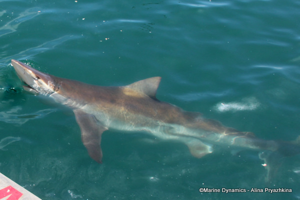 Bronze whaler shark, South Africa