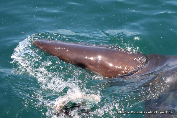 Bronze whaler shark, South Africa