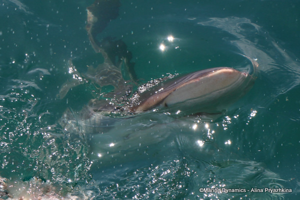 Bronze whaler shark, South Africa