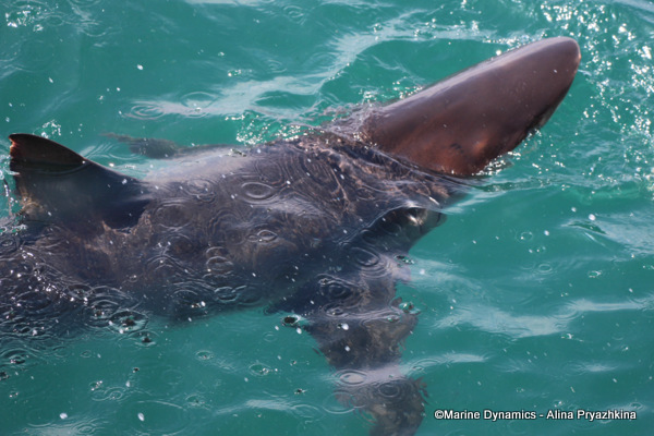 Bronze whaler shark, South Africa